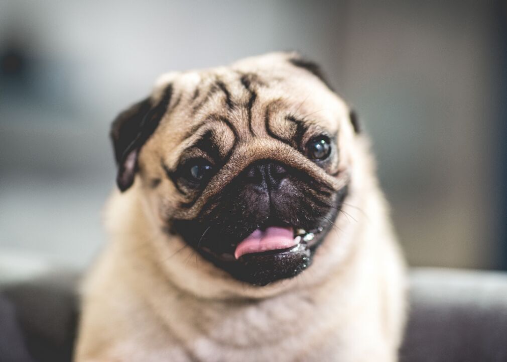 #23. Pug